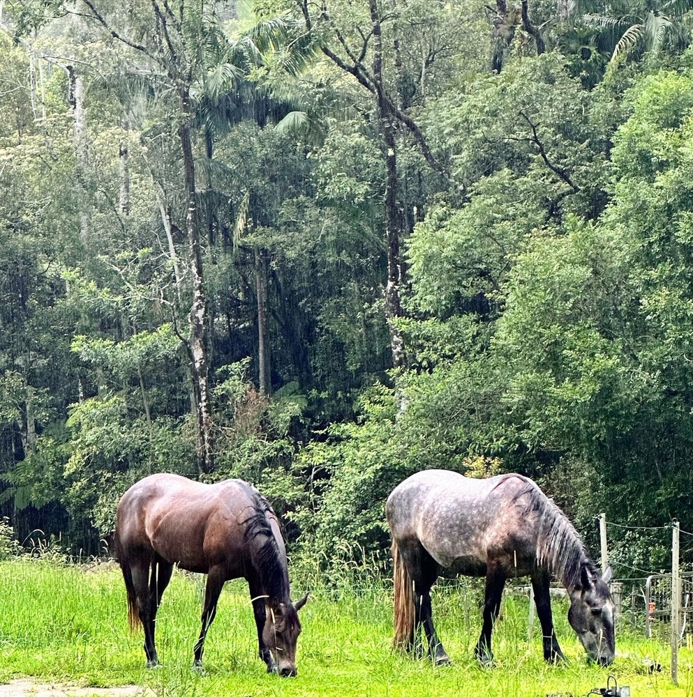 Percheron Allrounder horses Horse for sale in Murwillumbah NSW