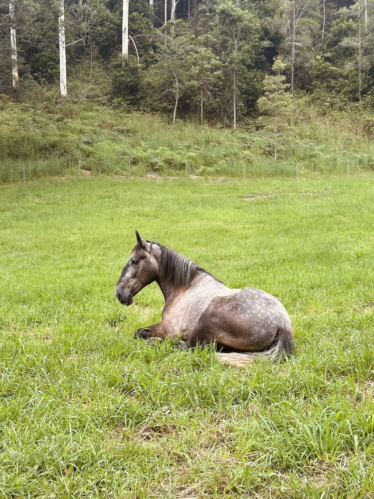 Percheron Allrounder horses Horse for sale in Murwillumbah NSW