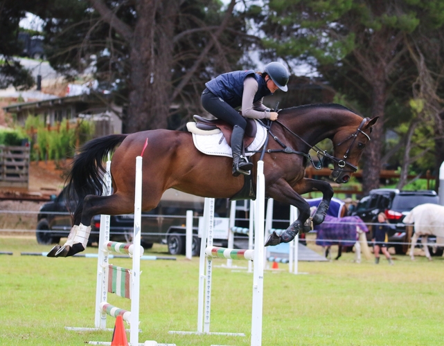 Quiet Allrounder Allrounder horses Horse for sale in Strathalbyn SA