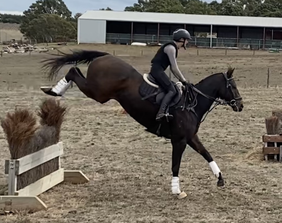 Quiet Allrounder Allrounder horses Horse for sale in Strathalbyn SA