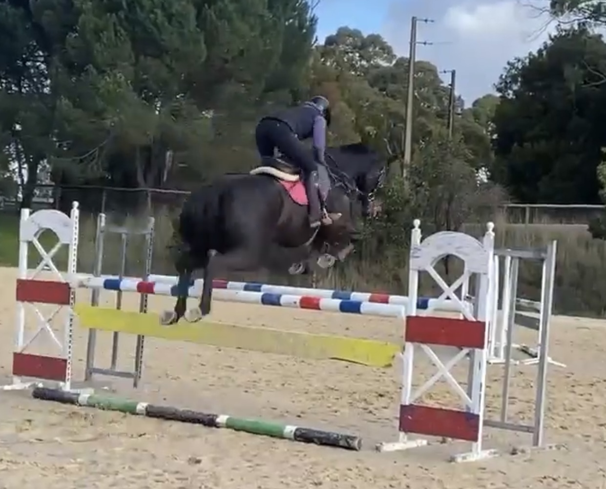 Quiet Allrounder Allrounder horses Horse for sale in Strathalbyn SA