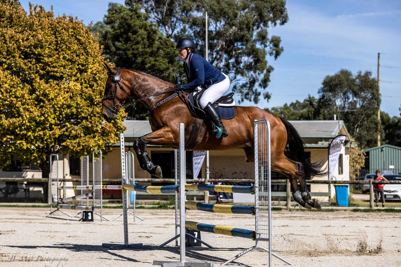 Ultimate Allrounder and Schoolmaster Type! Eventing horses Horse