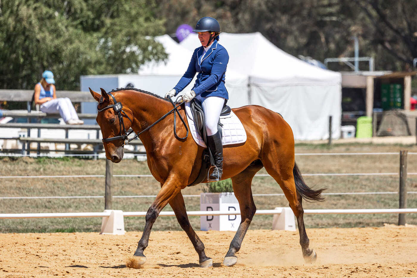 Ultimate Allrounder and Schoolmaster Type! Eventing horses Horse