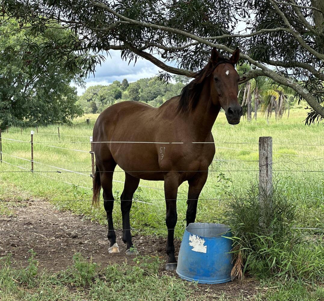 Finnegan Beginegan Breeding horses Horse for sale in Marburg QLD