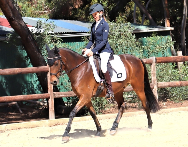 Dressage Showing Interschool Interschool horses Horse for sale in