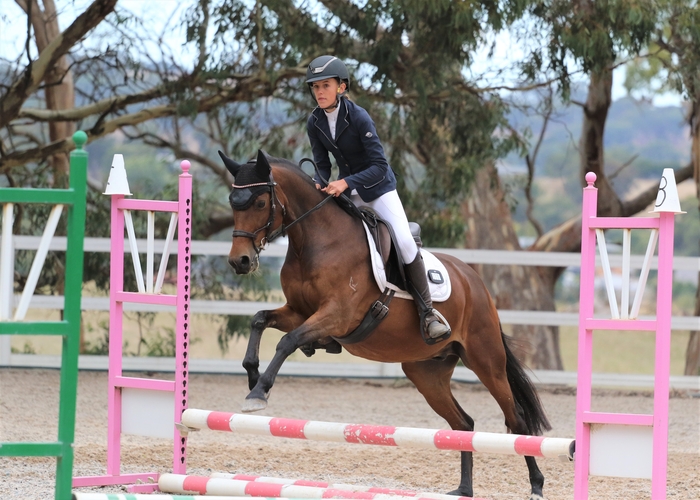 Dressage Showing Interschool Interschool horses Horse for sale in