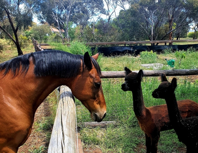Dressage Showing Interschool Interschool horses Horse for sale in