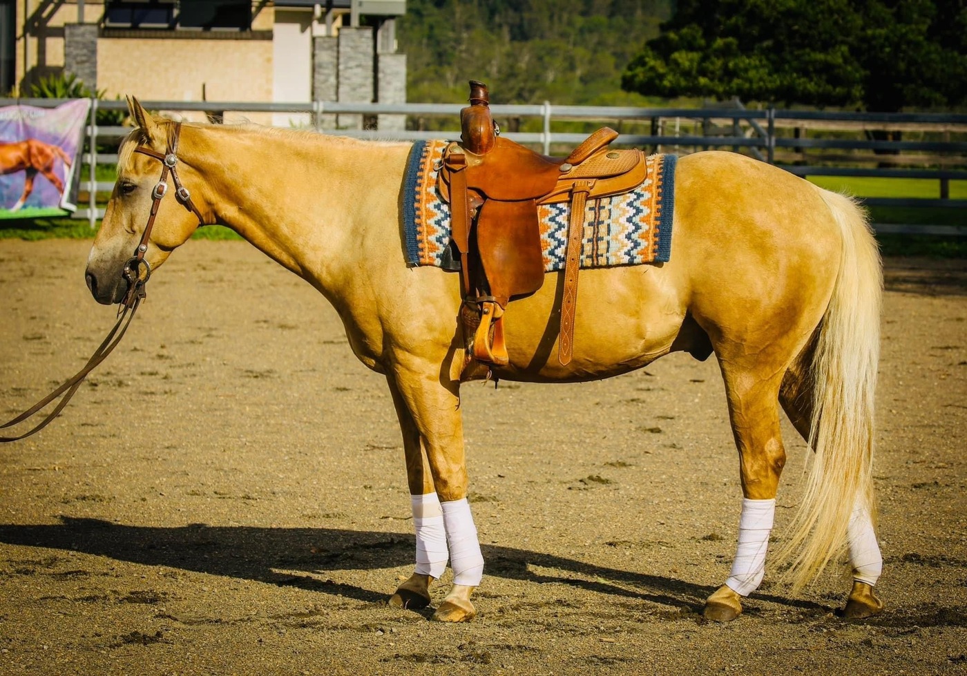 15hh Palomino Gelding Ranch Horse Horse for sale in Woodford QLD