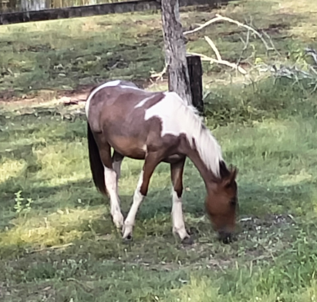 Benni Project Horse for sale in Gatton QLD Horse Deals