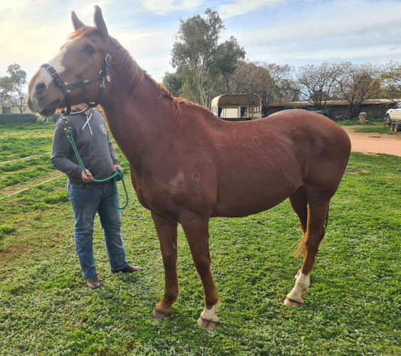 TB 17hh Pleasure horses Horse for sale in Narromine NSW Horse Deals