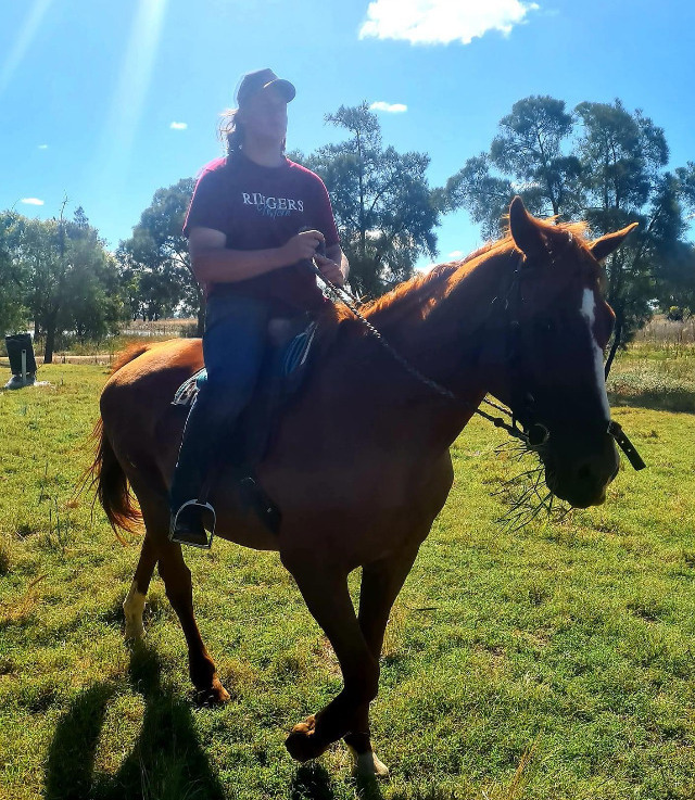 TB 17hh Pleasure horses Horse for sale in Narromine NSW Horse Deals