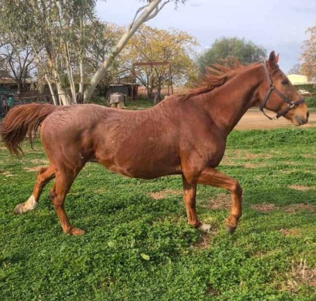 TB 17hh Pleasure horses Horse for sale in Narromine NSW Horse Deals