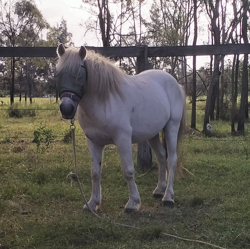 Jimmy Allrounder horses Horse for sale in Gatton QLD Horse Deals