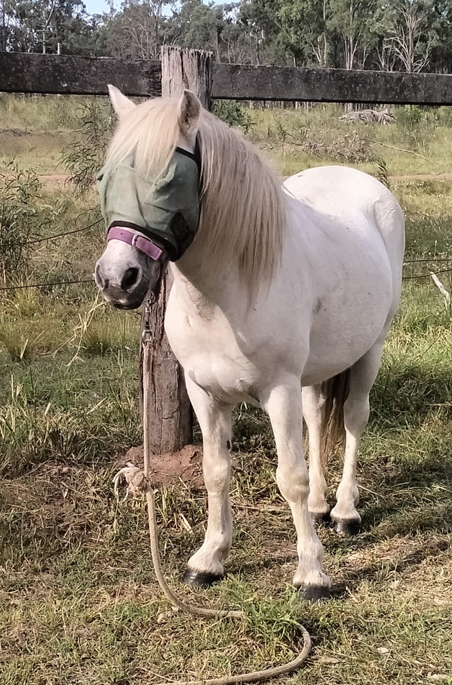 Jimmy Allrounder horses Horse for sale in Gatton QLD Horse Deals