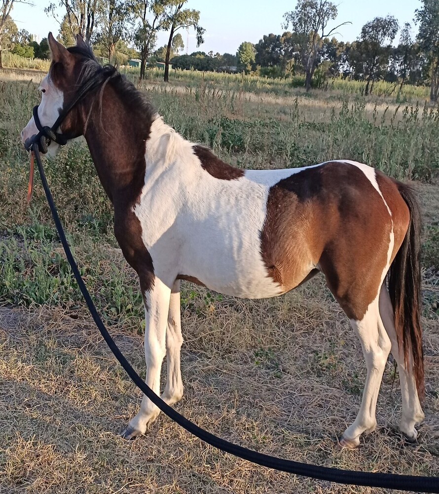 Mini Part Gypsy Cob Pony Club horses Horse for sale in Shepparton