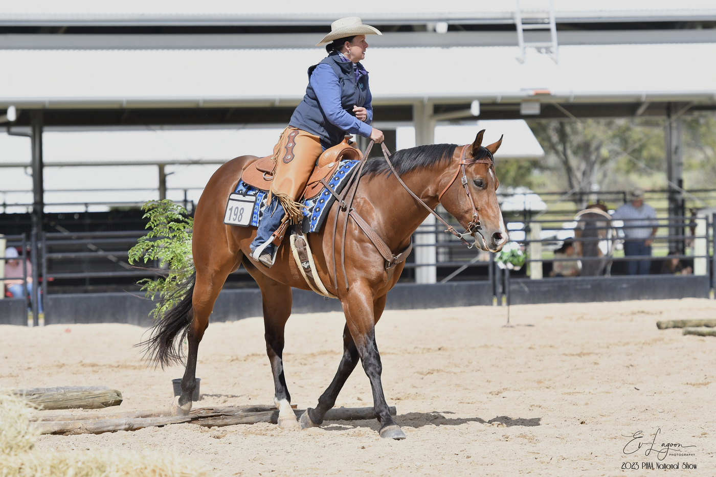 TM Tempting Fate Western Show horses Horse for sale in Dubbo NSW