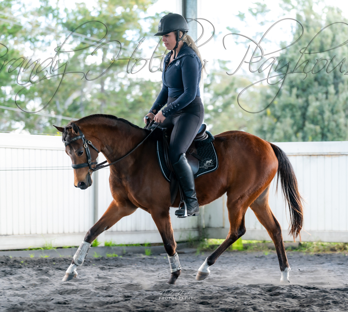 Project Riding Pony Show horses Horse for sale in Freemans