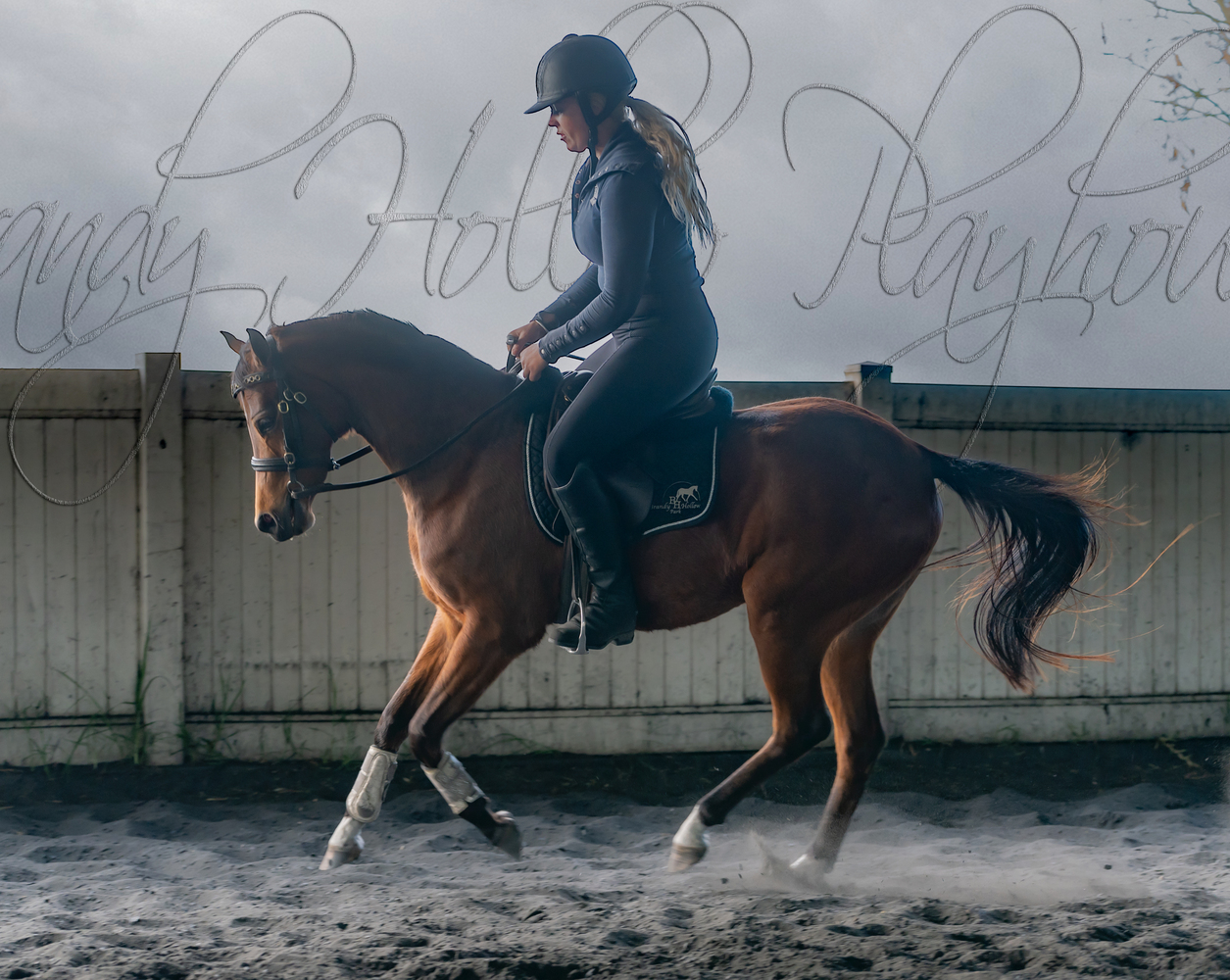 Project Riding Pony Show horses Horse for sale in Freemans