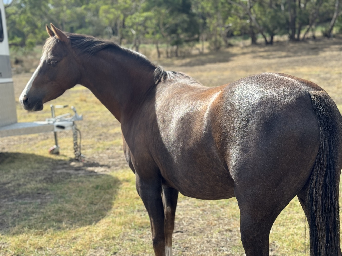 For sale or Lease Show horses Horse for sale in Flaxley SA Horse