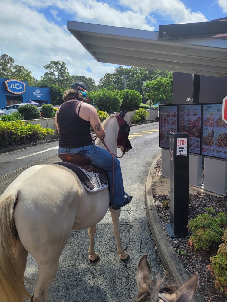 Flashy Solid Gelding Allrounder horses Horse for sale in Coffs Harbour NSW Horse Deals