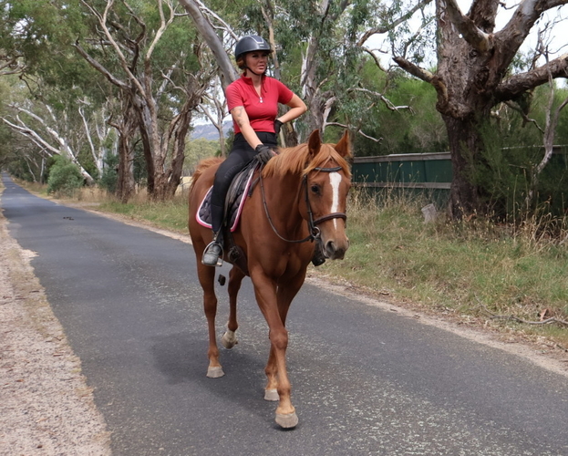 Fun Allrounder Pleasure horses Horse for sale in Kilmore VIC