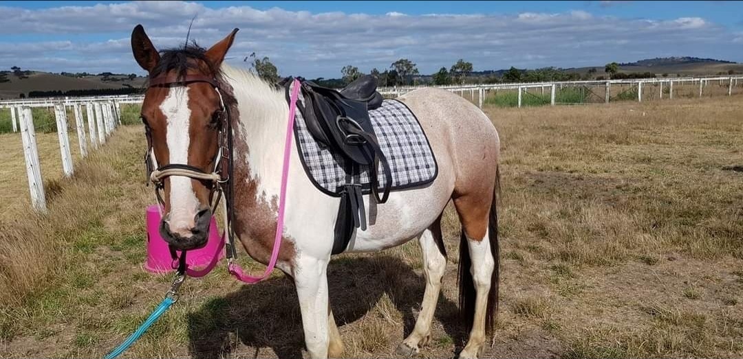 Tili Allrounder horses Horse for sale in Kilmore VIC Horse Deals