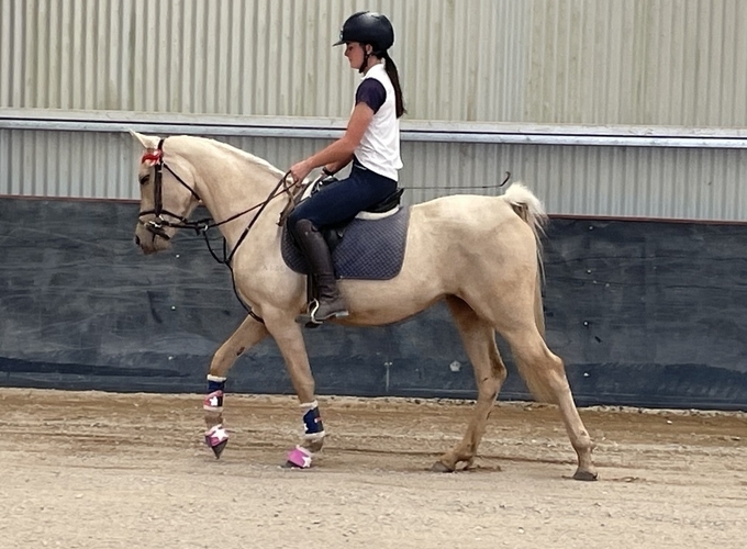 Illusion LOA Show horses Horse for sale in Geelong VIC Horse Deals