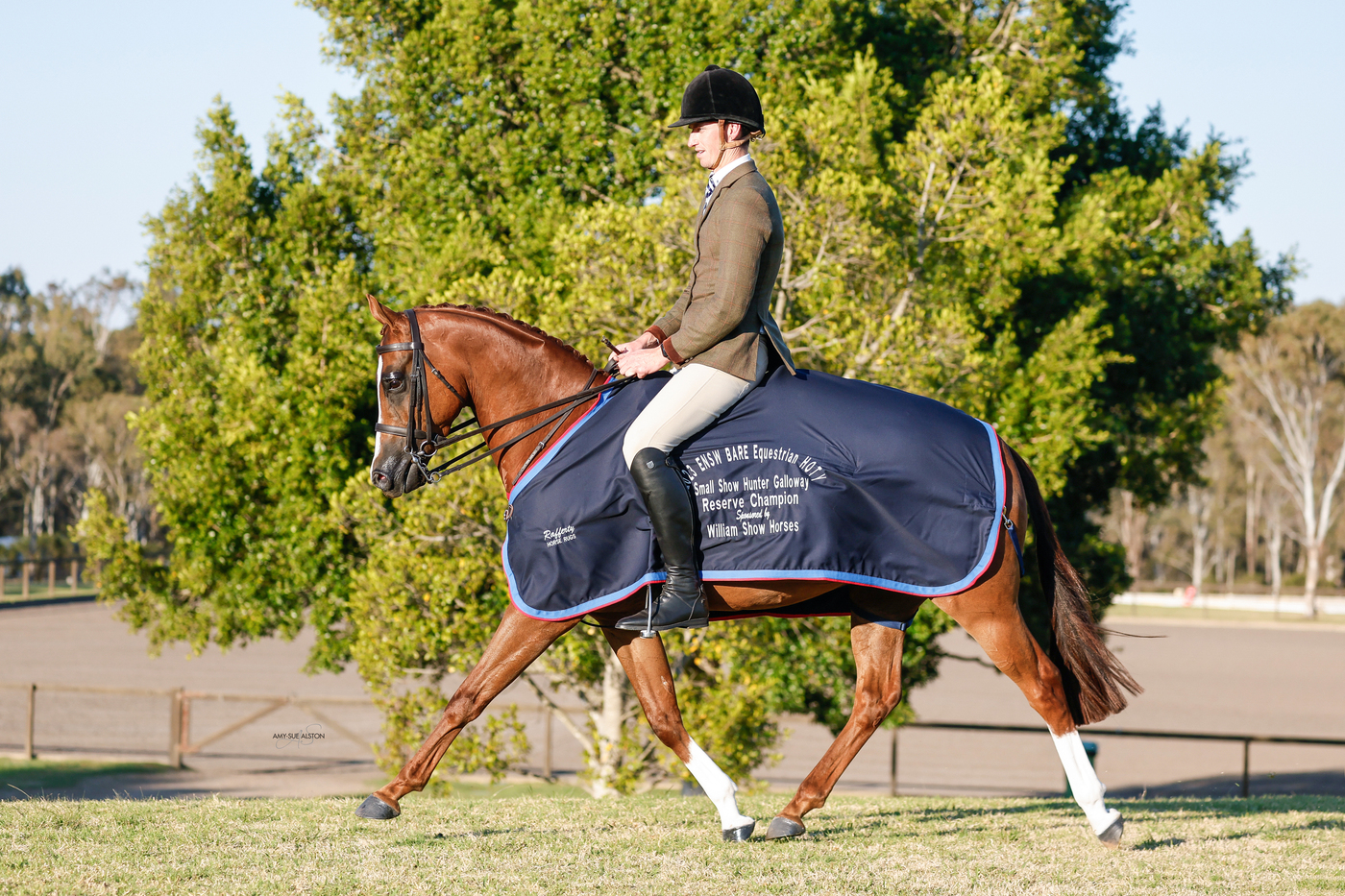 Ultimate Interschool Mount Performance horses Horse for sale in