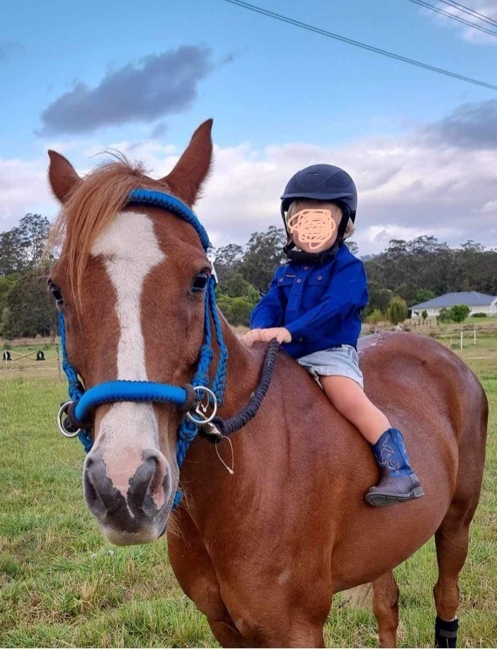 Perfect Leadline Pony Beginners horses Horse for sale in Canungra