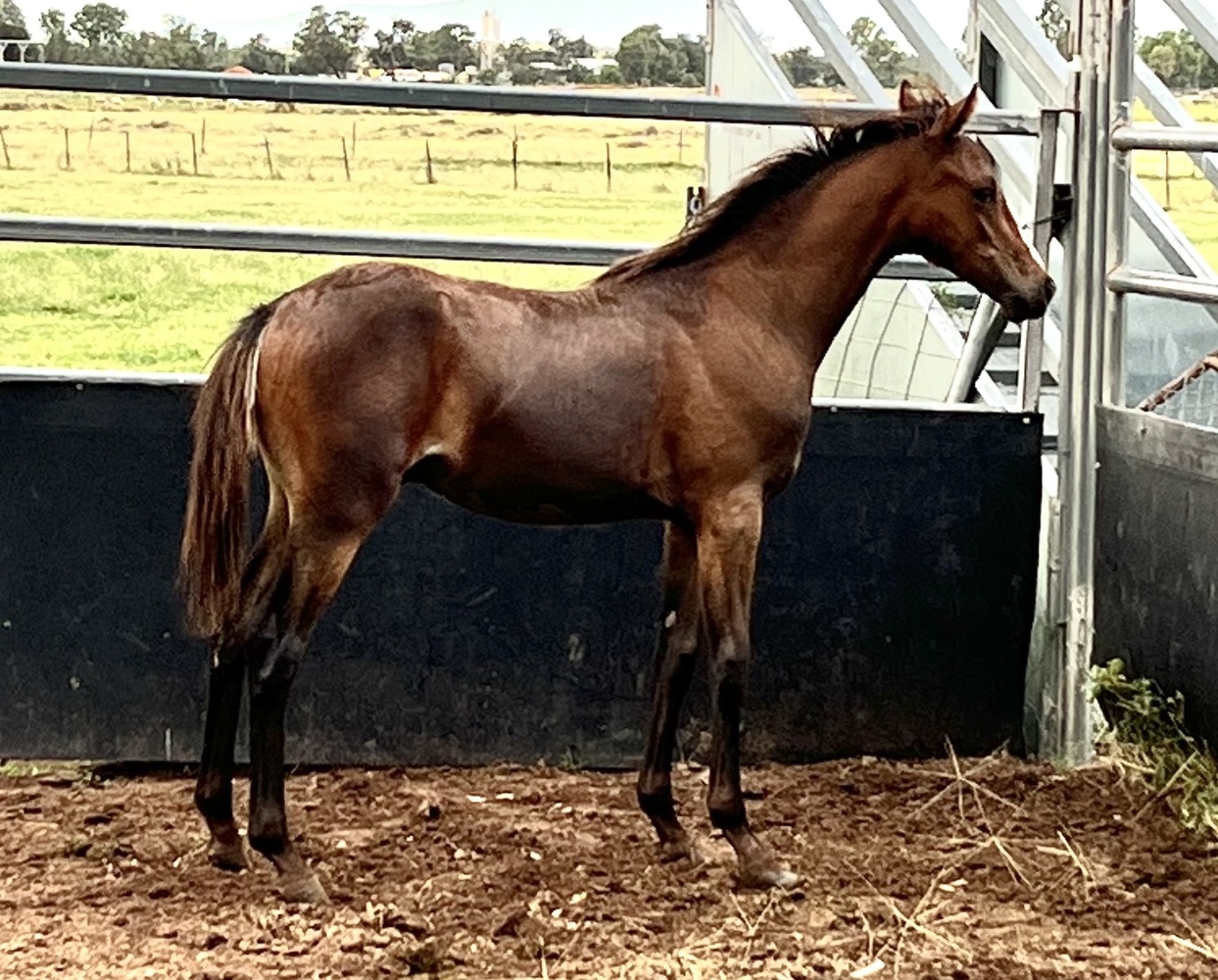 Windason Park Sensation Show horses Horse for sale in Narrabri NSW