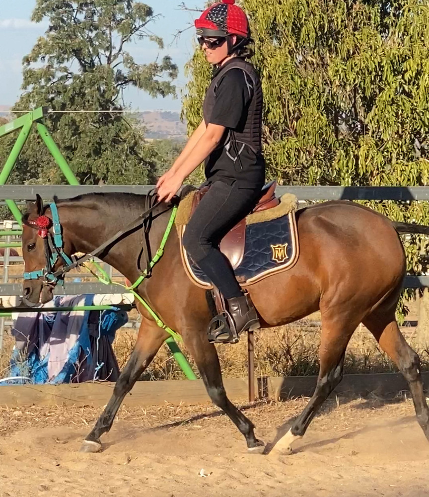 Riding Pony Filly Show horses Horse for sale in Albury NSW Horse Deals