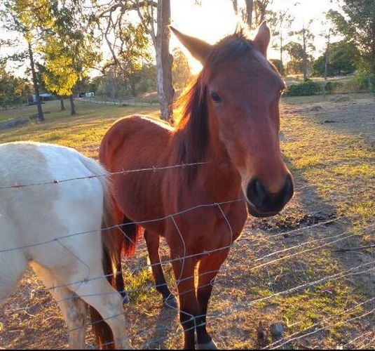 Friendly Filly Project Project Horse for sale in Bundaberg North