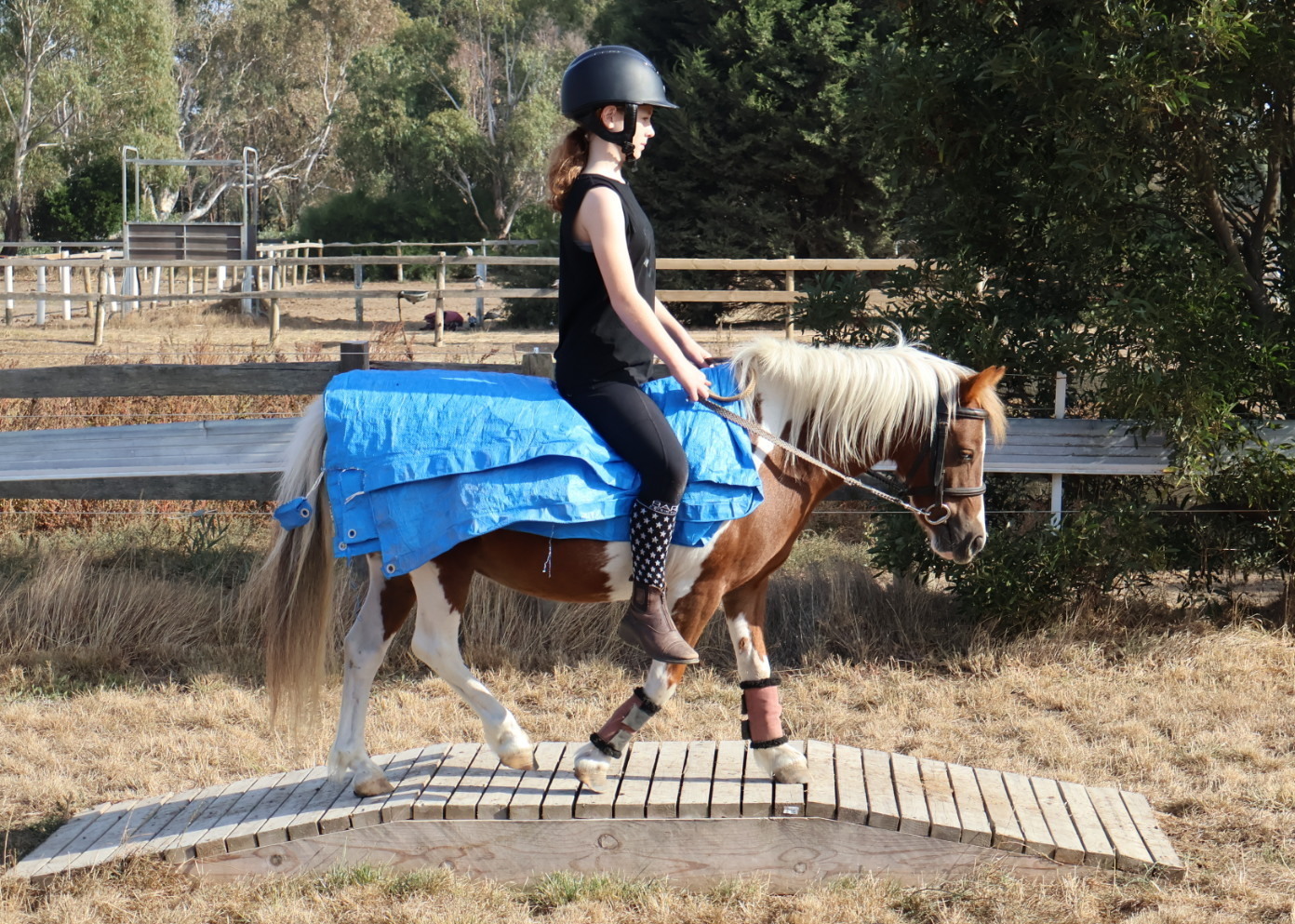 Fun Kids Allrounder Pony Club horses Horse for sale in Kilmore VIC