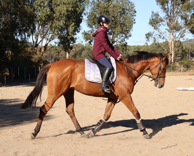 Ultimate allrounder HRCAV horses Horse for sale in Kilmore VIC