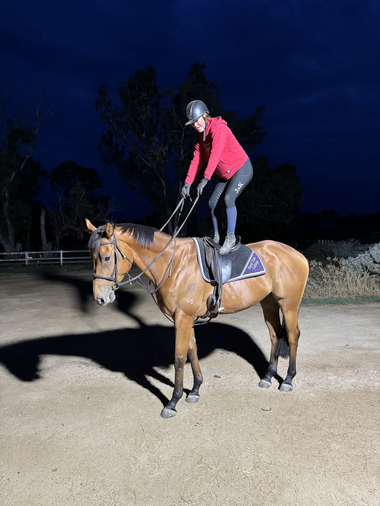 Ultimate allrounder HRCAV horses Horse for sale in Kilmore VIC