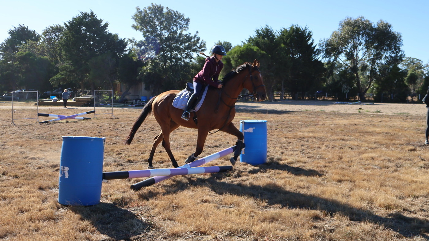 Ultimate allrounder HRCAV horses Horse for sale in Kilmore VIC