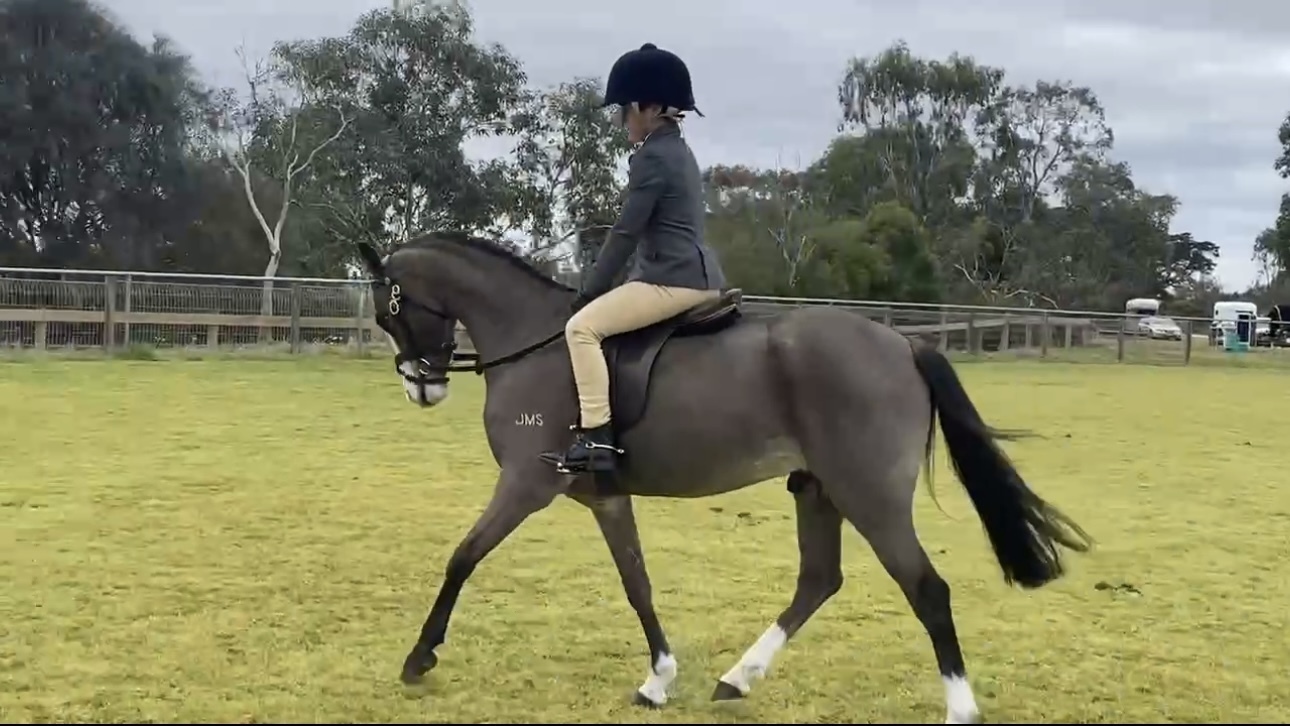 Flashy allrounder pony Pony Club horses Horse for sale in Kilmore