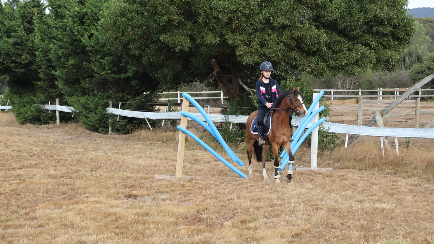 Flashy allrounder pony Pony Club horses Horse for sale in Kilmore