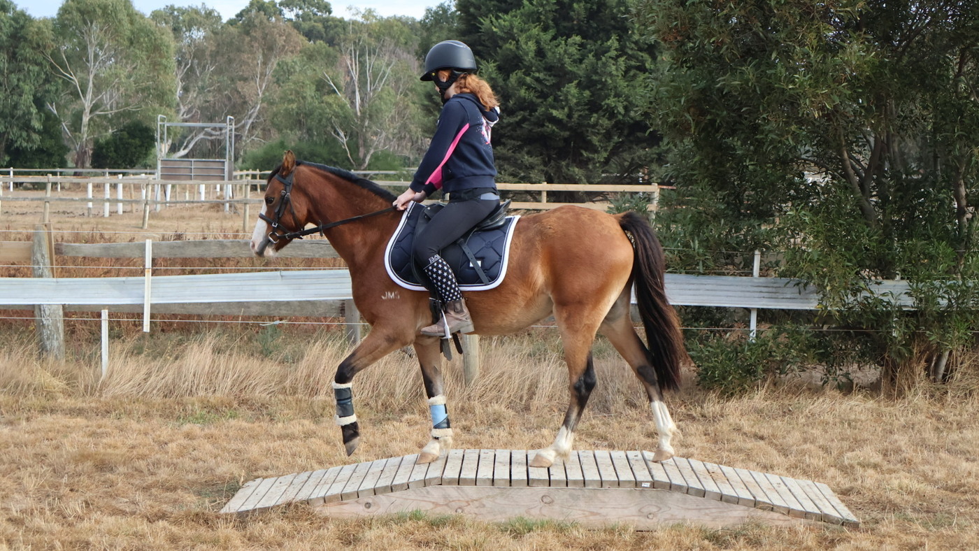 Flashy allrounder pony Pony Club horses Horse for sale in Kilmore
