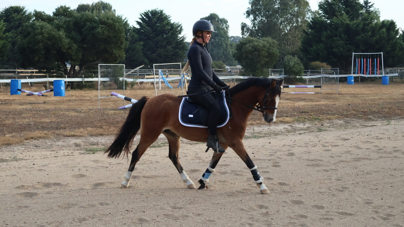 Flashy allrounder pony Pony Club horses Horse for sale in Kilmore