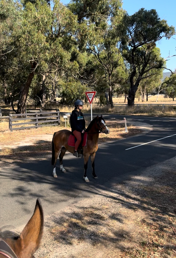 Flashy allrounder pony Pony Club horses Horse for sale in Kilmore