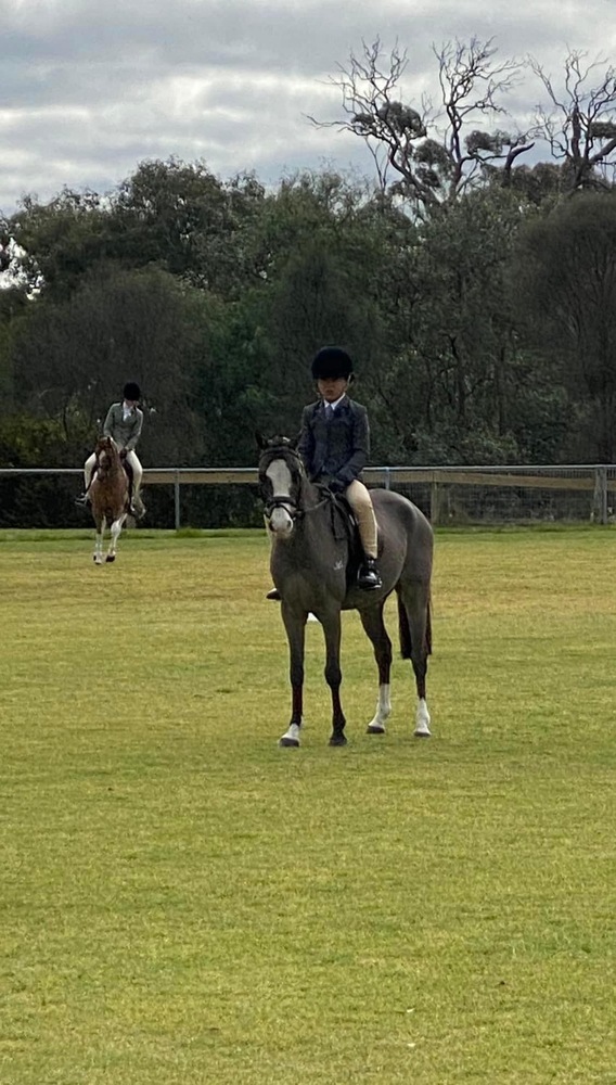 Flashy allrounder pony Pony Club horses Horse for sale in Kilmore