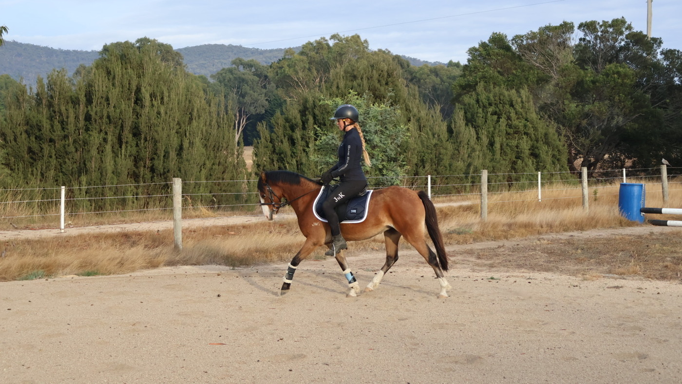 Flashy allrounder pony Pony Club horses Horse for sale in Kilmore