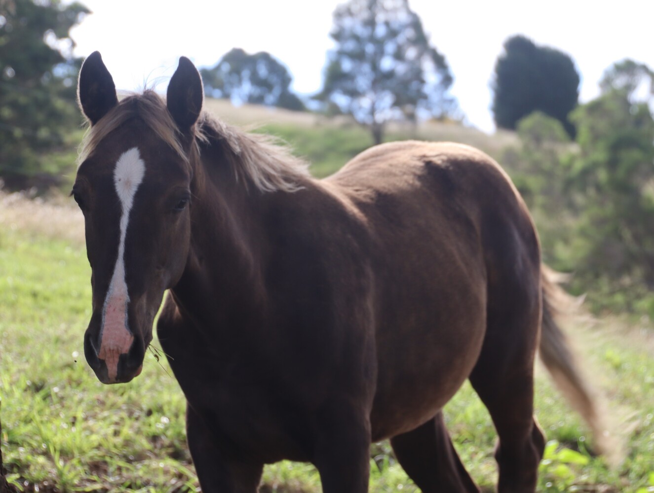 Silver Big Stretch (IMP) Quarter Horse Stallion Services for sale