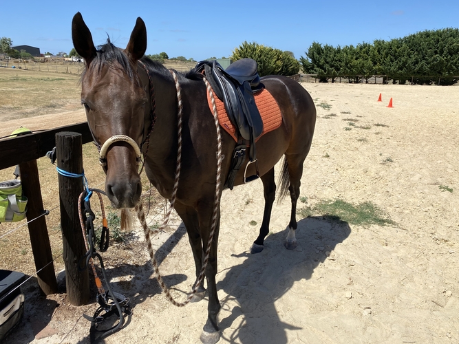 Thoroughbred Brown Mare Pleasure horses Horse for sale in