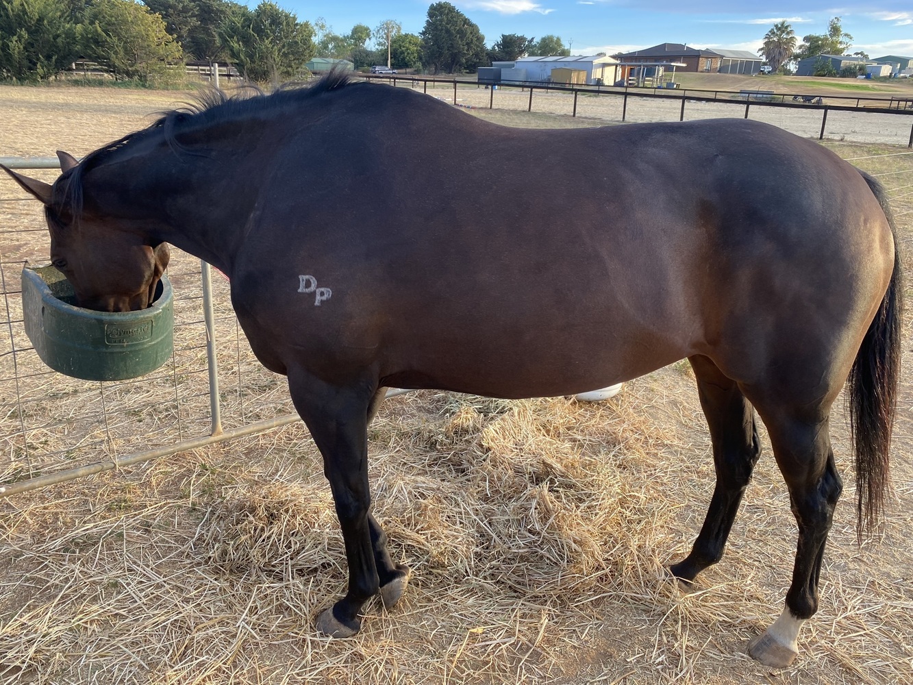 Thoroughbred Brown Mare Pleasure horses Horse for sale in