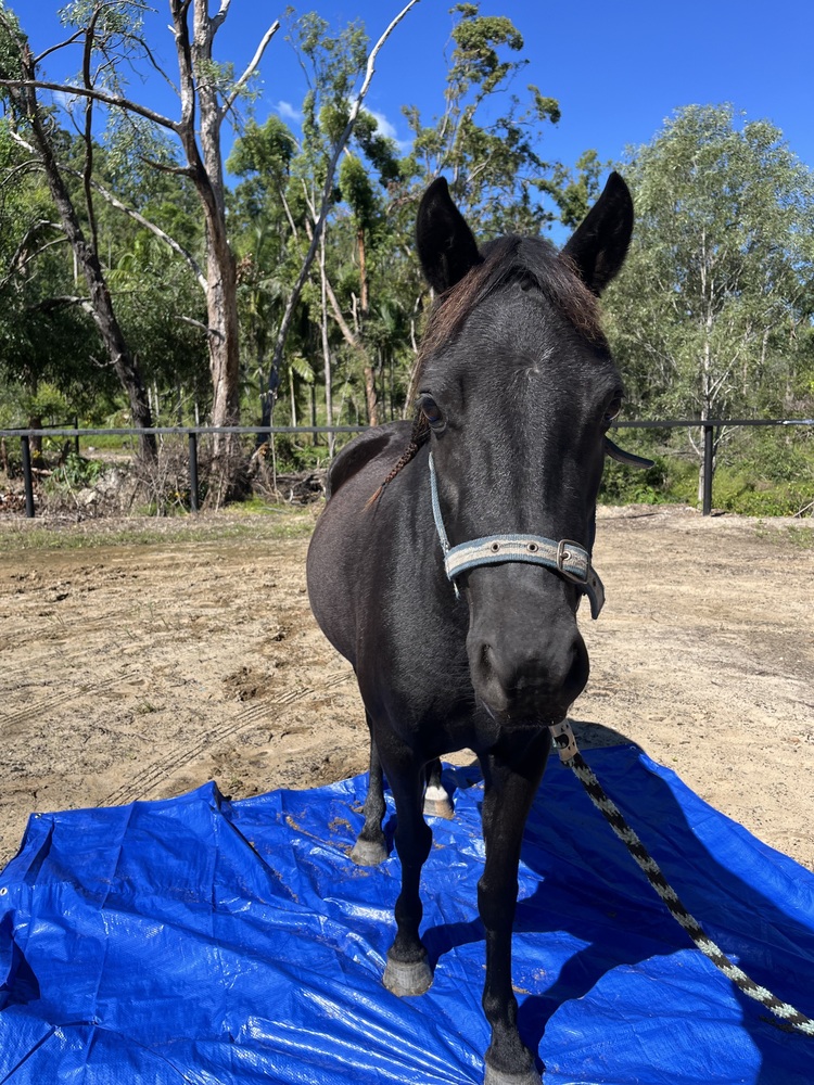 Quarter pony mare Allrounder horses Horse for sale in Gold Coast QLD Horse Deals