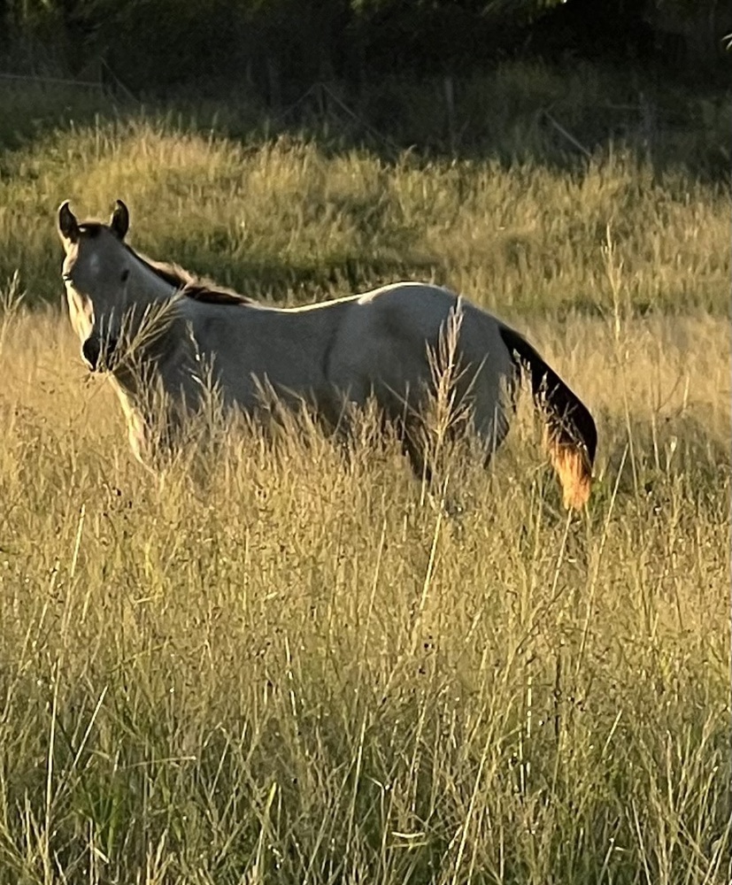 Champagne Roan Colt Ranch Horse Horse for sale in Gatton QLD