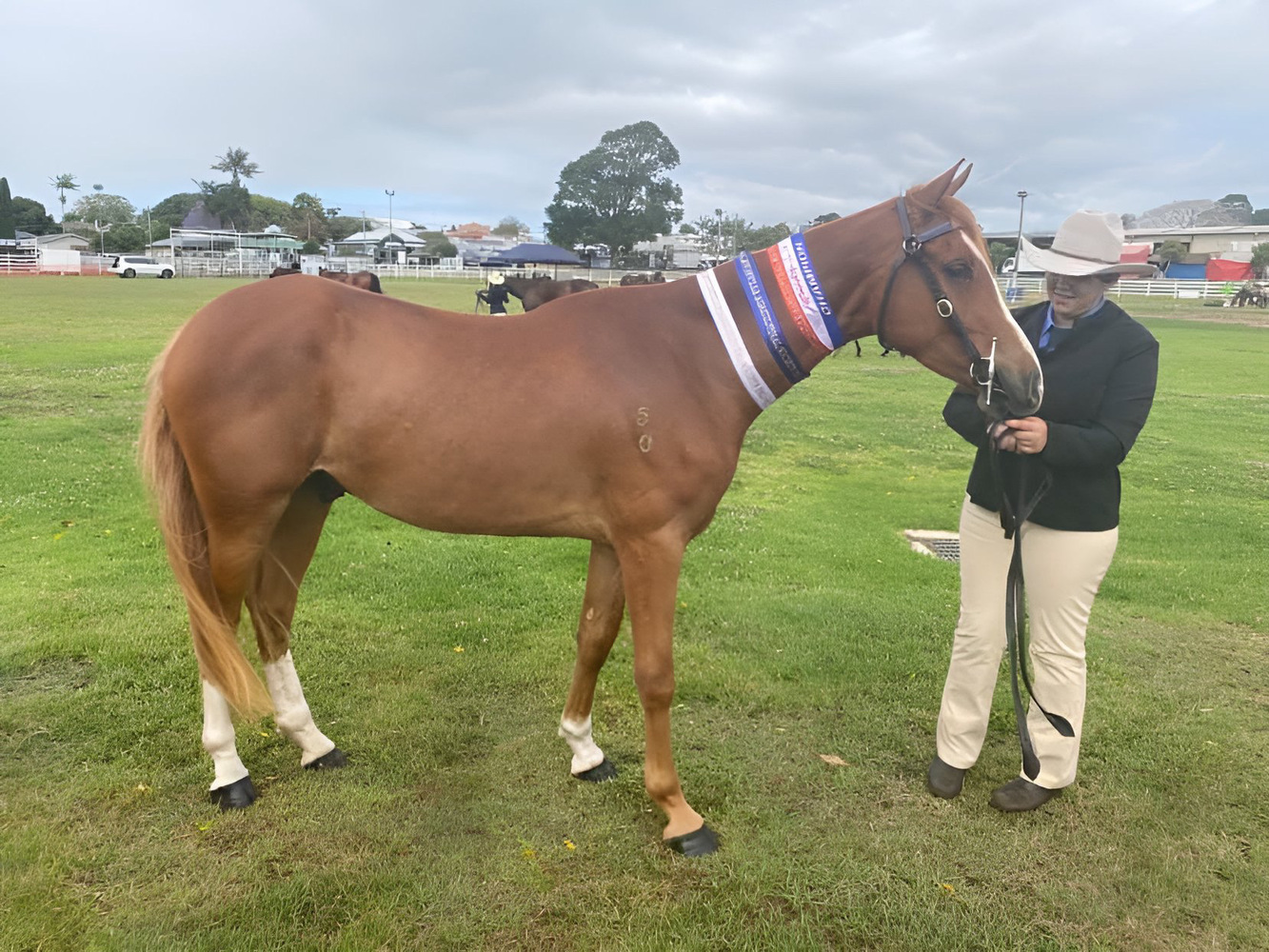 Ironrose Ignition Working Cow Horse Horse for sale in Murwillumbah