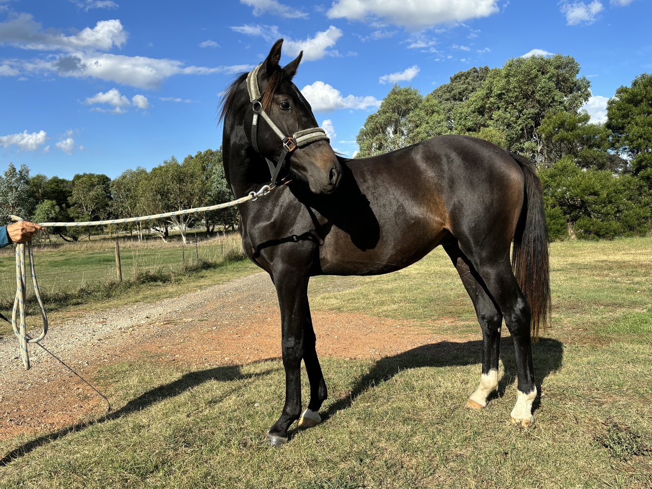 Warmblood Gelding Dressage horses Horse for sale in Gundaroo NSW